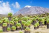 Uhuru Peak, Mount Kilimanjaro National Park