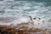 Seagull at De Hoop Nature Reserve