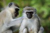 Vervet monkey. Eastern Shores. iSimangaliso Wetland Park