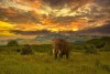 Amboseli National Park