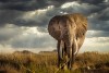 Tarangire National Park