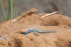Tsavo East National Park