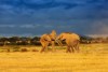 Masai Mara