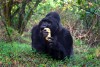 Mountain gorilla, Mgahinga National Park