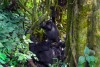 Mountain gorilla, Mgahinga National Park