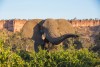 African Elephant bull (Loxodonta africana) by Chilojo Cliffs