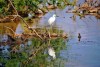 White heron reflected in the water of Lake Victoria, Uganda