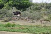 Mother ostrich with her babys in De Hoop nature reserve