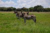 Herd of zebras are seen in Lake Chivero Recreational Park near Harare