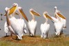Pelicans at Lake Naivasha in Kenya