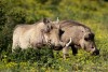 Two big warthog in Addo Elephant National Park