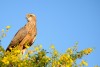 Juvenile Southern Pale Chanting Goshawk - Melierax canorus. Karoo National Park