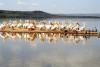 Lake Nakuru