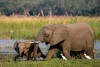 Elephant with baby near the Zambezi River