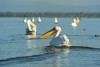 Greater Pelican flying over the coast of Lake Naivasha