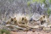 Kruger National Park