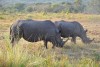 White or wide mouth rhino in St. Lucia, iSimangaliso Wetland Park