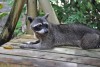 A raccoon in St. Lucia, iSimangaliso Wetland Park