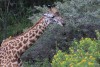Giraffe in Arusha National Park