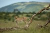 Masai Mara