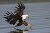 Fish eagle at the last moment to attack prey, Lake Naivasha