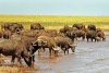 Herd of cape buffalo enjoying a drink from Lake Kariba, Zimbabwe