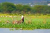 Lake Naivasha