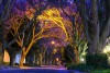 The jacaranda tree avenues in Johannesburg, marking the start of summer