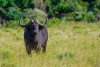 A buffalo in the grass in St. Lucia, iSimangaliso Wetland Park