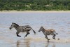 Zebras running in shallow water, Serengeti National Park