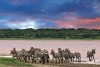 Zebras in Serengeti National Park, Tanzania