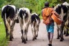 Cattle Herder, Fort Portal, Uganda