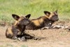 Ol Pejeta