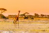 Amboseli National Park