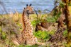 Baby Masai Giraffe calf, Lake Naivasha, Kenya