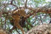 Leopard, Tarangire National Park