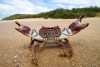 A colorful crab in a defensive stance at Cape Vidal, iSimangaliso Wetland Park