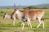 Eland at De Hoop nature reserve