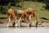 Ol Pejeta