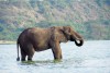 Male African elephant, Kazinga Channel, Lake Edward
