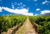 Beautiful vineyard, Cape Winelands