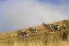 Mountain Zebra National Park