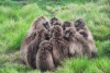 Gelada Baboons