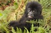 Gorilla Trekking