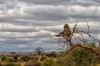 Tarangire National Park