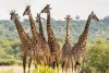 Tarangire National Park