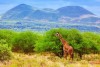 Tsavo West