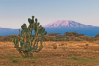 Kilimanjaro View