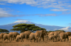 Kilimanjaro View