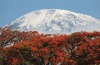 Kilimanjaro View